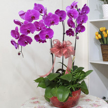 钟爱鲜花 礼品花卉全系产品参考指南
